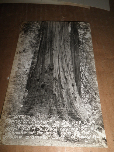 Big tree park general - ca.,